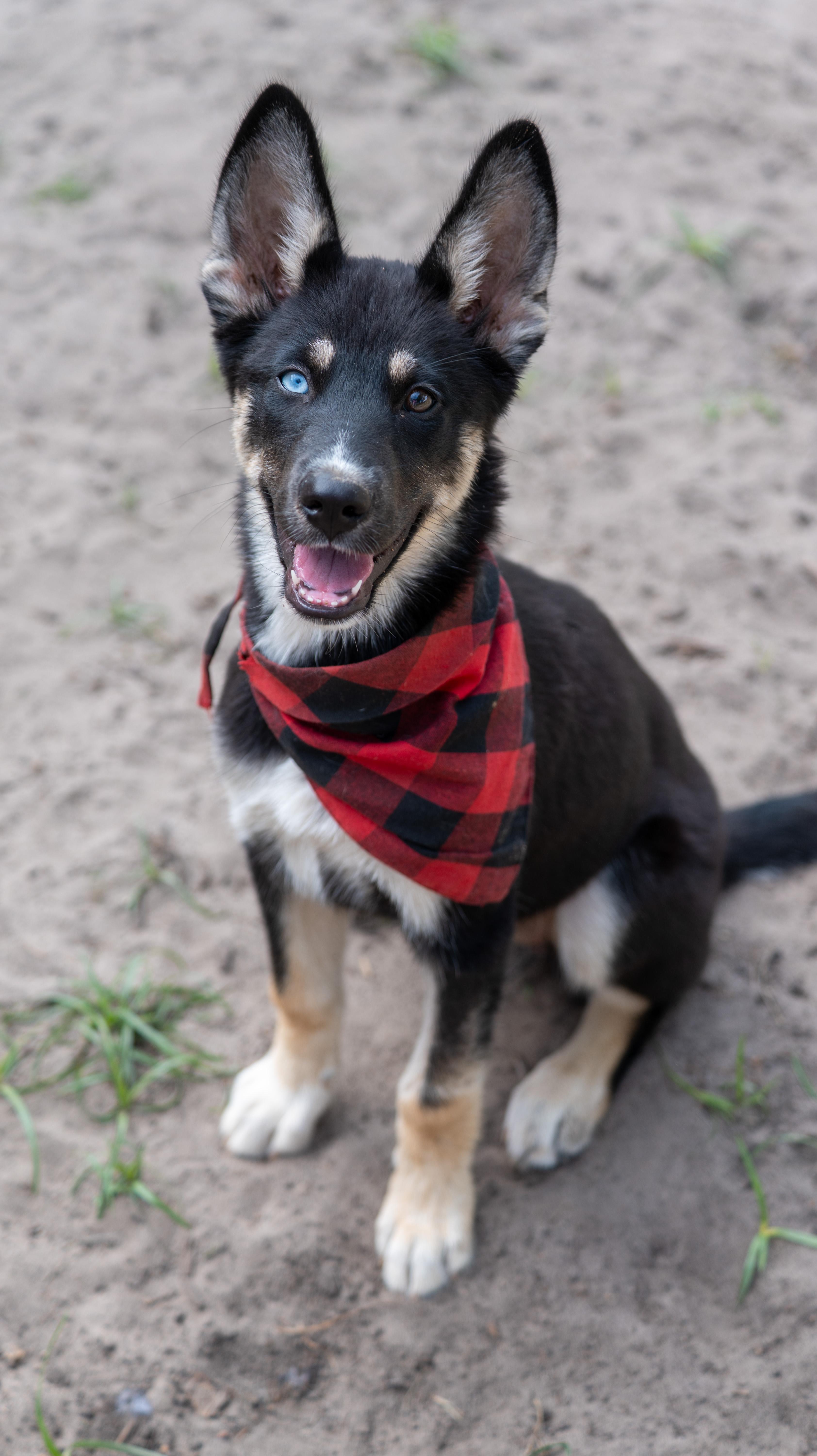Enlarge Dory, an adopted mixed breed in Toledo, OH image 2/6