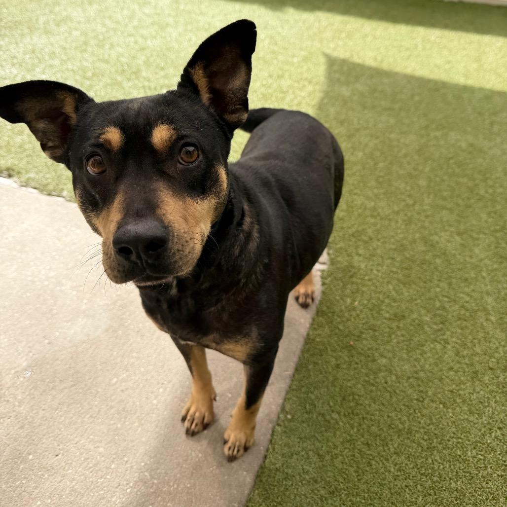 Jojo, Adoptable, Senior Female Mixed Breed.