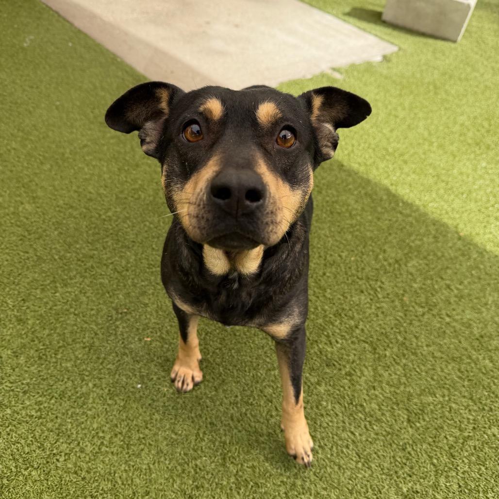 Enlarge Jojo, a Adoptable Mixed Breed in Titusville, FL image 2/2