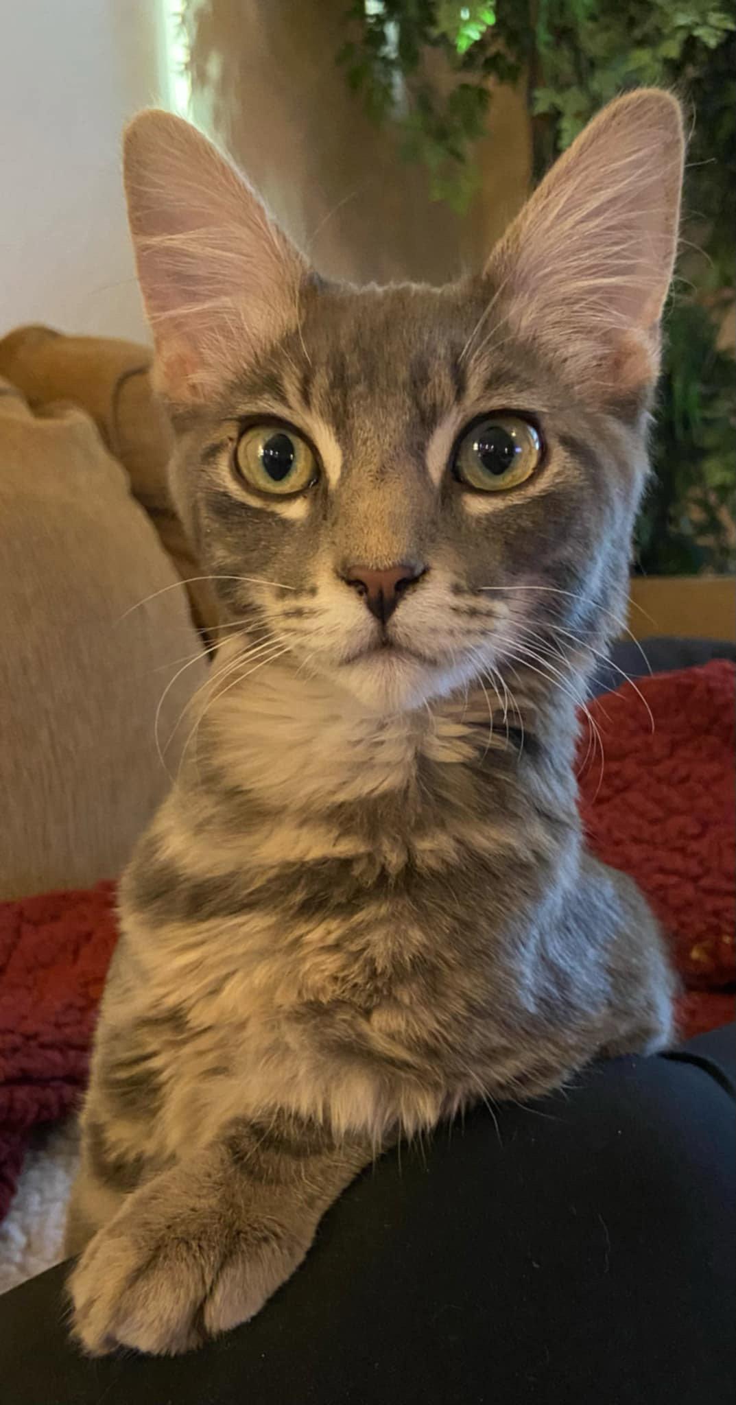 Biscuit, Adopted, Young Male Domestic Short Hair.