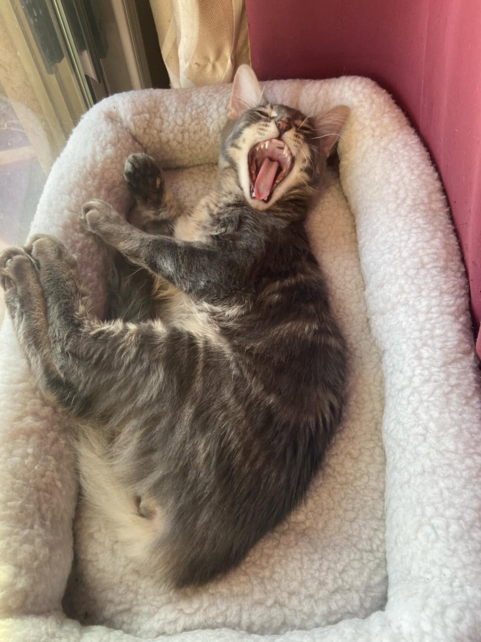 Enlarge Biscuit, a Adopted Domestic Short Hair in Glendale, AZ image 2/3