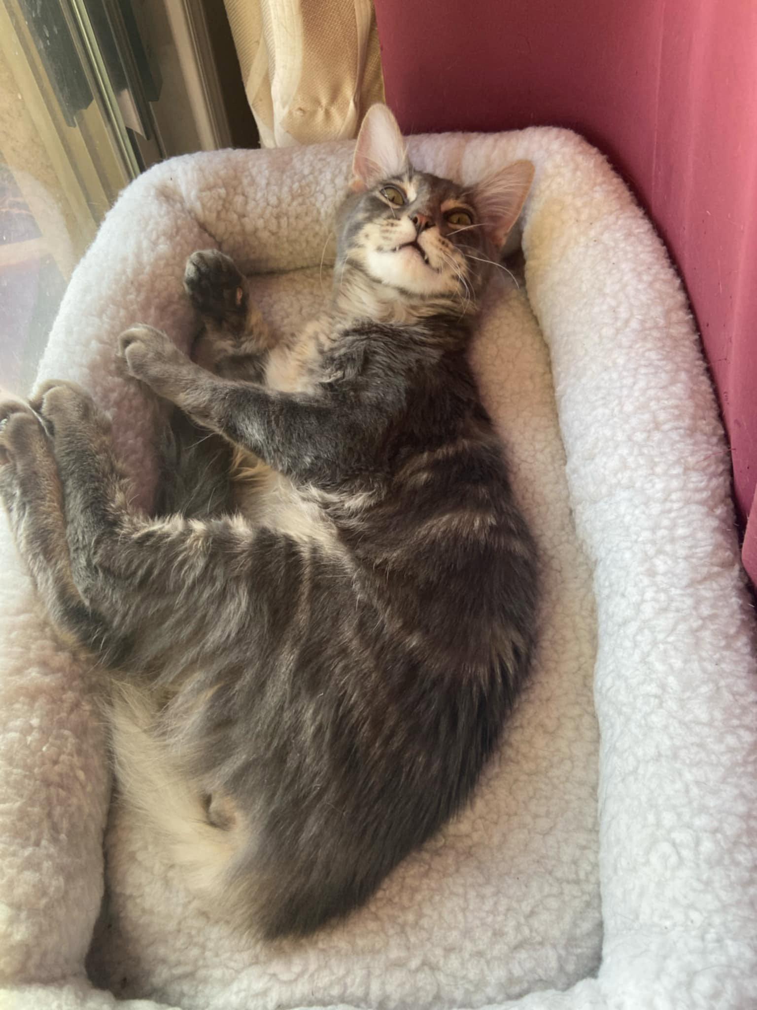 Enlarge Biscuit, a Adopted Domestic Short Hair in Glendale, AZ image 3/3