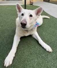 Marly, Adoptable, Adult Female German Shepherd Dog & Mixed Breed.