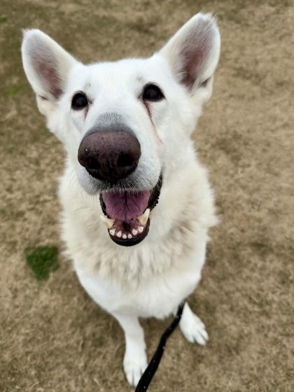 Enlarge Marly, a Adoptable mixed breed in Lewisville, TX image 1/3