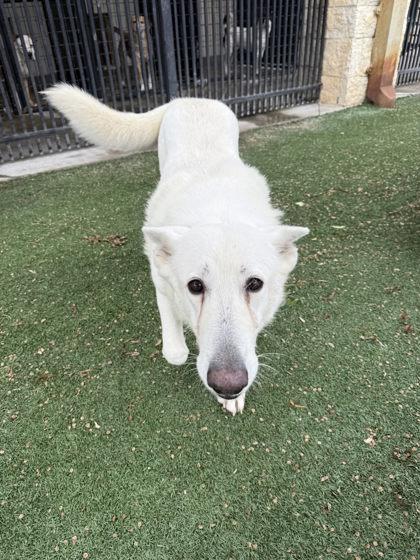 Enlarge Marly, a Adoptable mixed breed in Lewisville, TX image 2/3