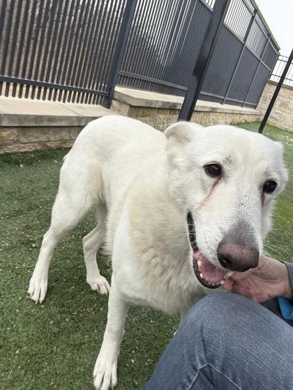 Enlarge Marly, a Adoptable mixed breed in Lewisville, TX image 3/3