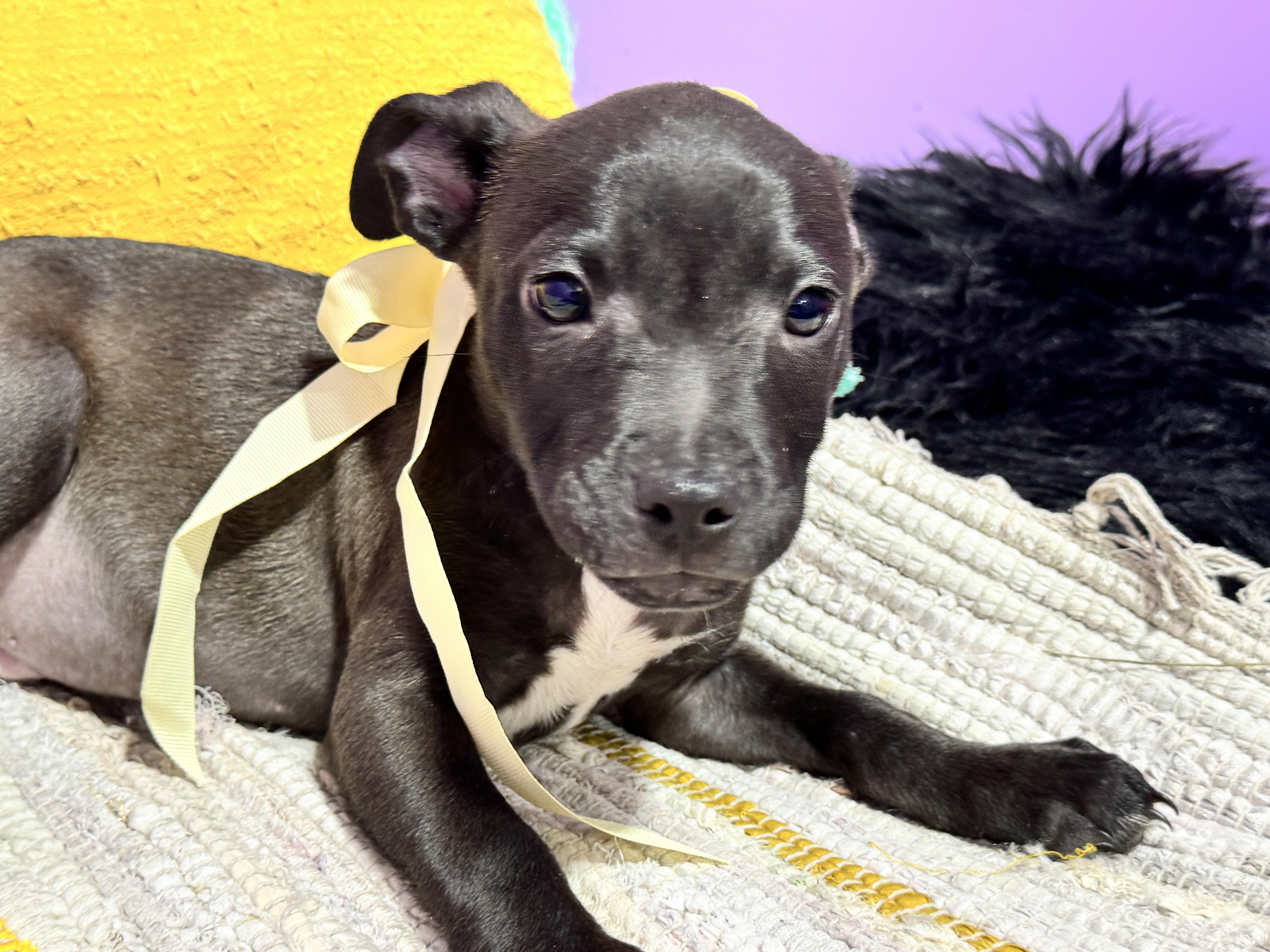 Alfalfa, Adoptable, Puppy Male Whippet & Australian Cattle Dog / Blue Heeler.