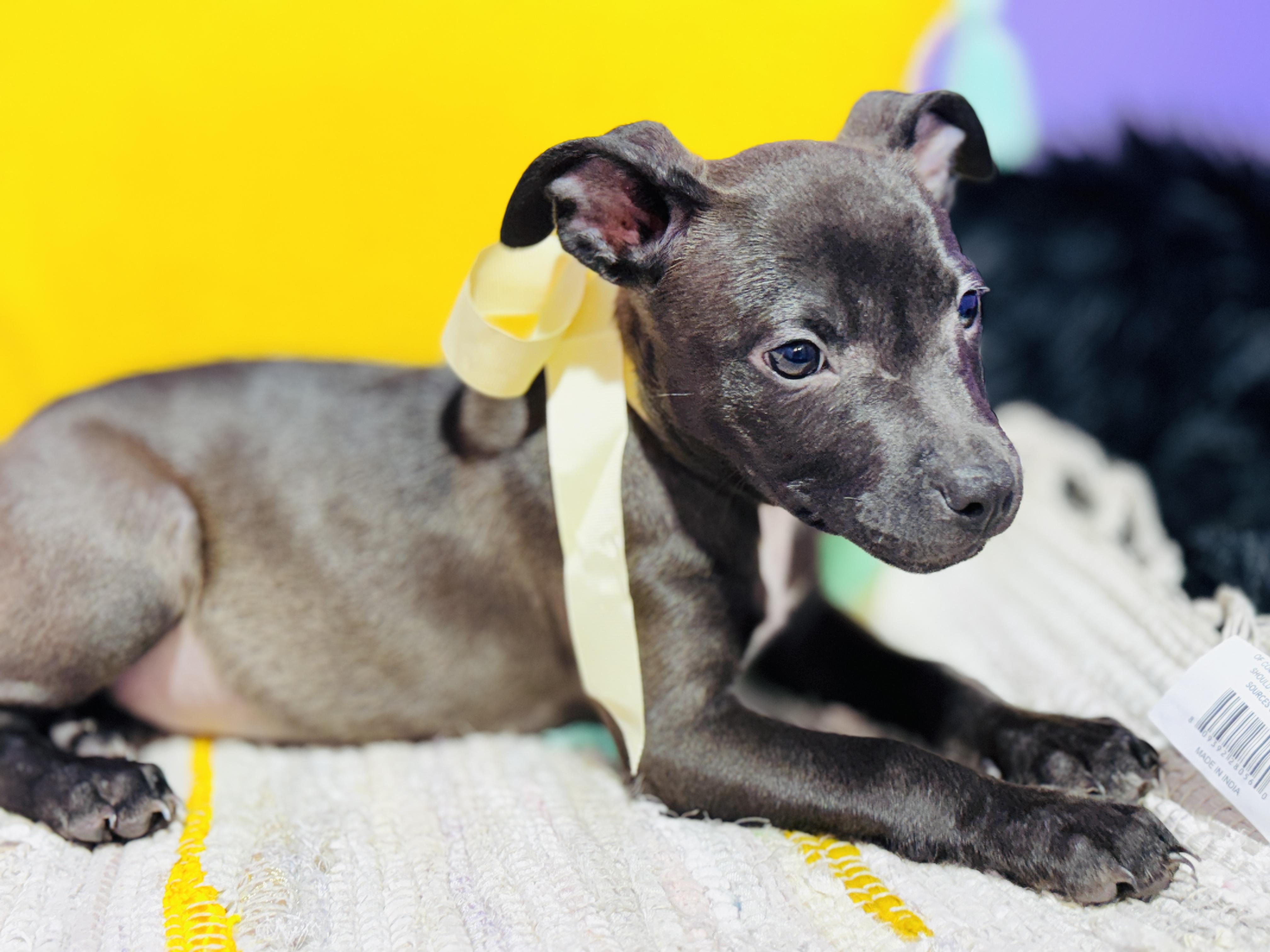 Alfalfa, a Adoptable mixed breed in Jacksonville, FL image 2/5