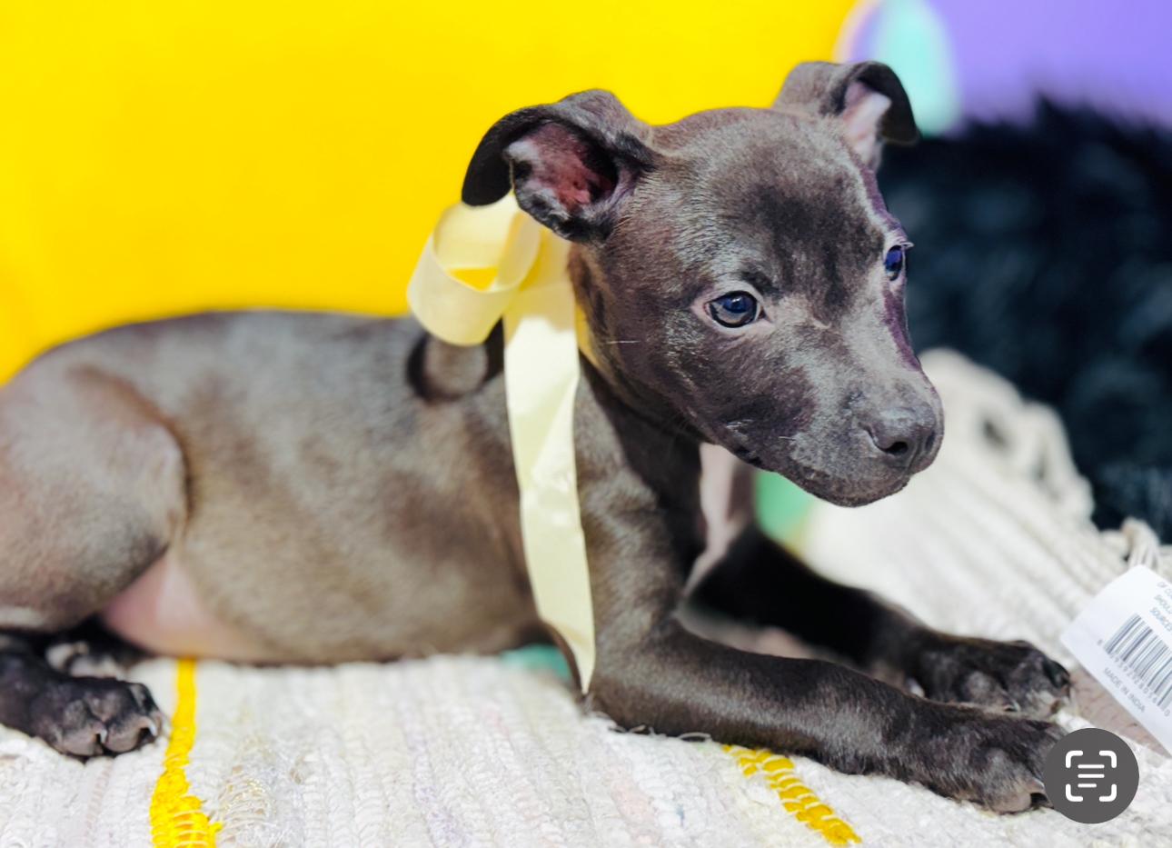 Alfalfa, a Adoptable mixed breed in Jacksonville, FL image 3/5