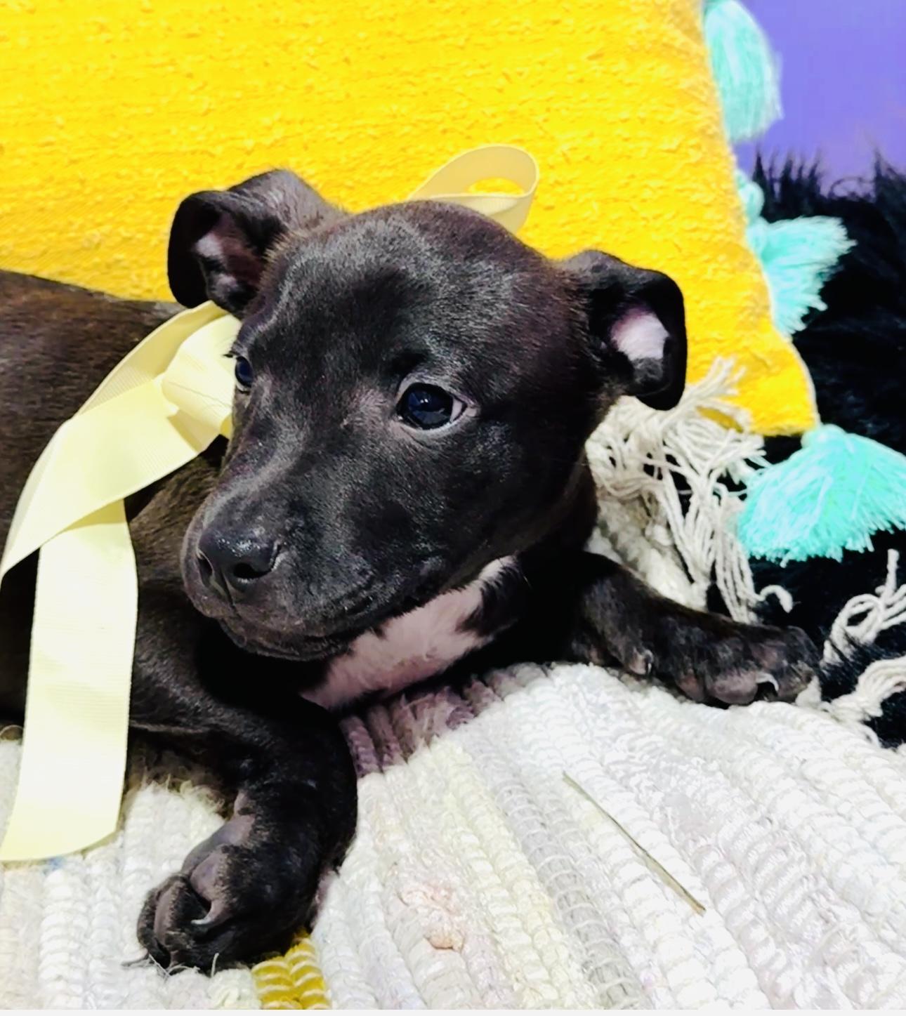 Alfalfa, a Adoptable mixed breed in Jacksonville, FL image 4/5