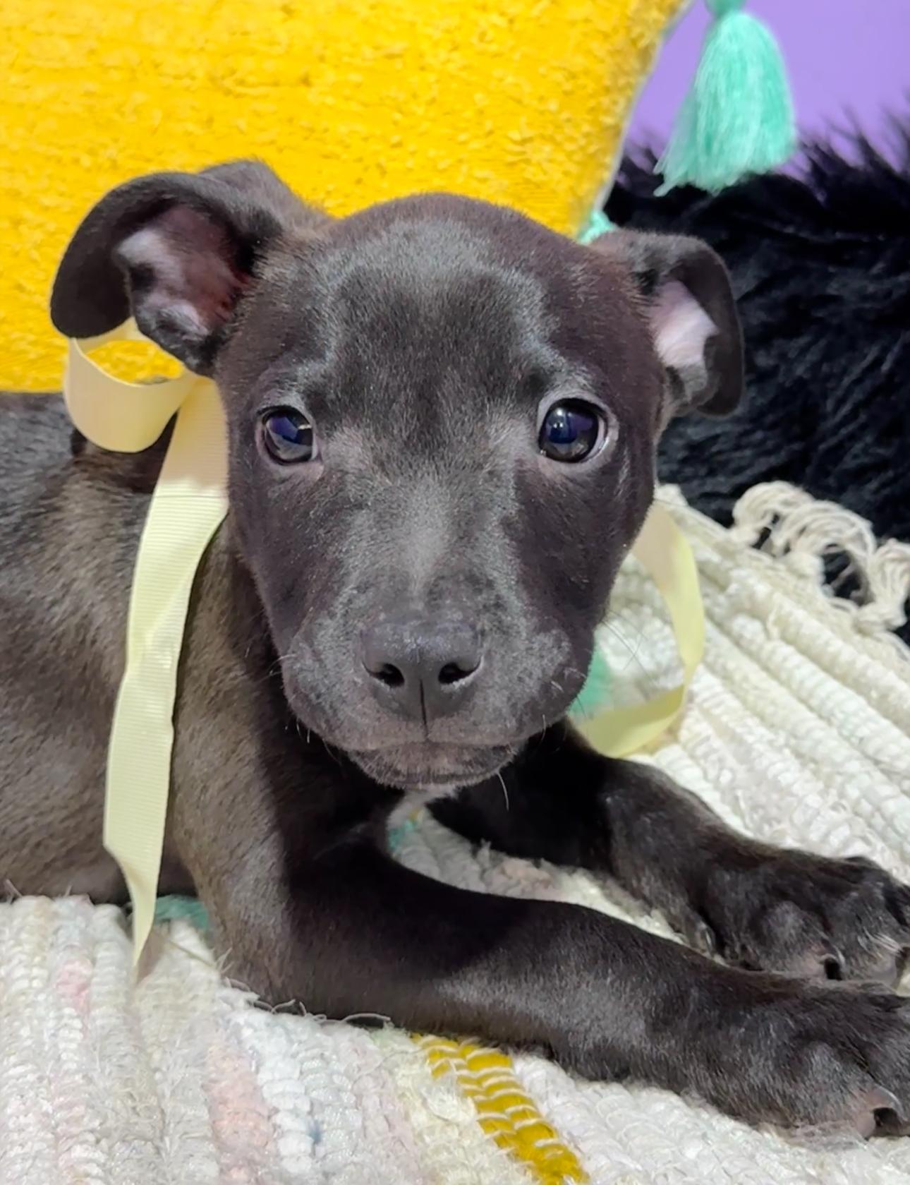 Alfalfa, a Adoptable mixed breed in Jacksonville, FL image 5/5