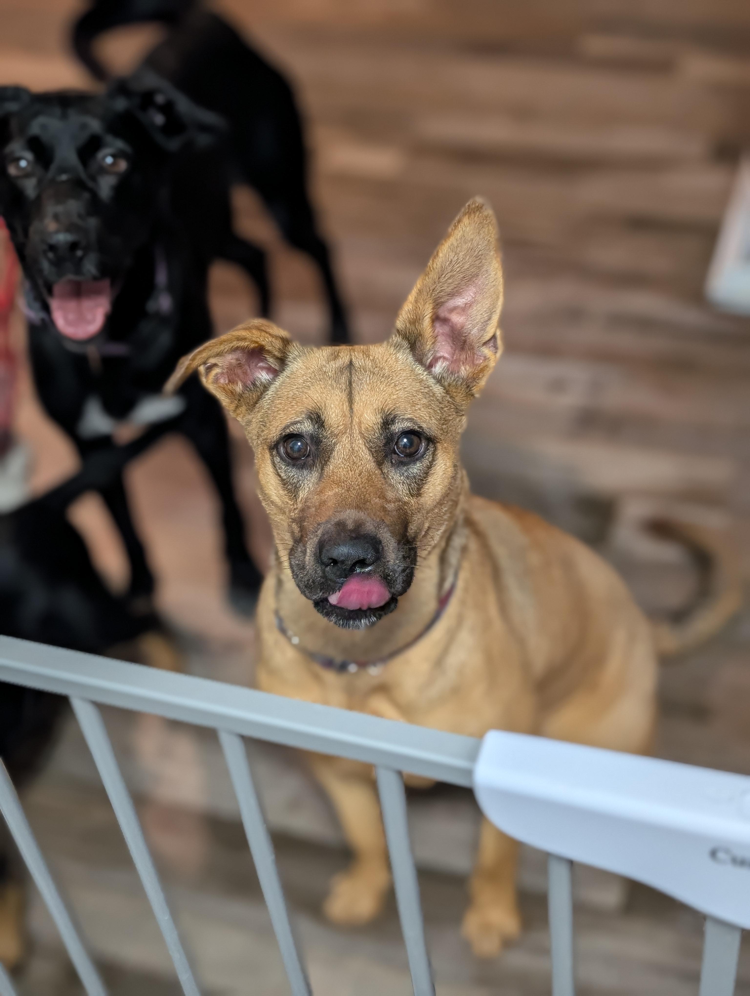 Enlarge Ruby, a ADOPTABLE Mixed Breed in Bloomingdale, GA image 5/6
