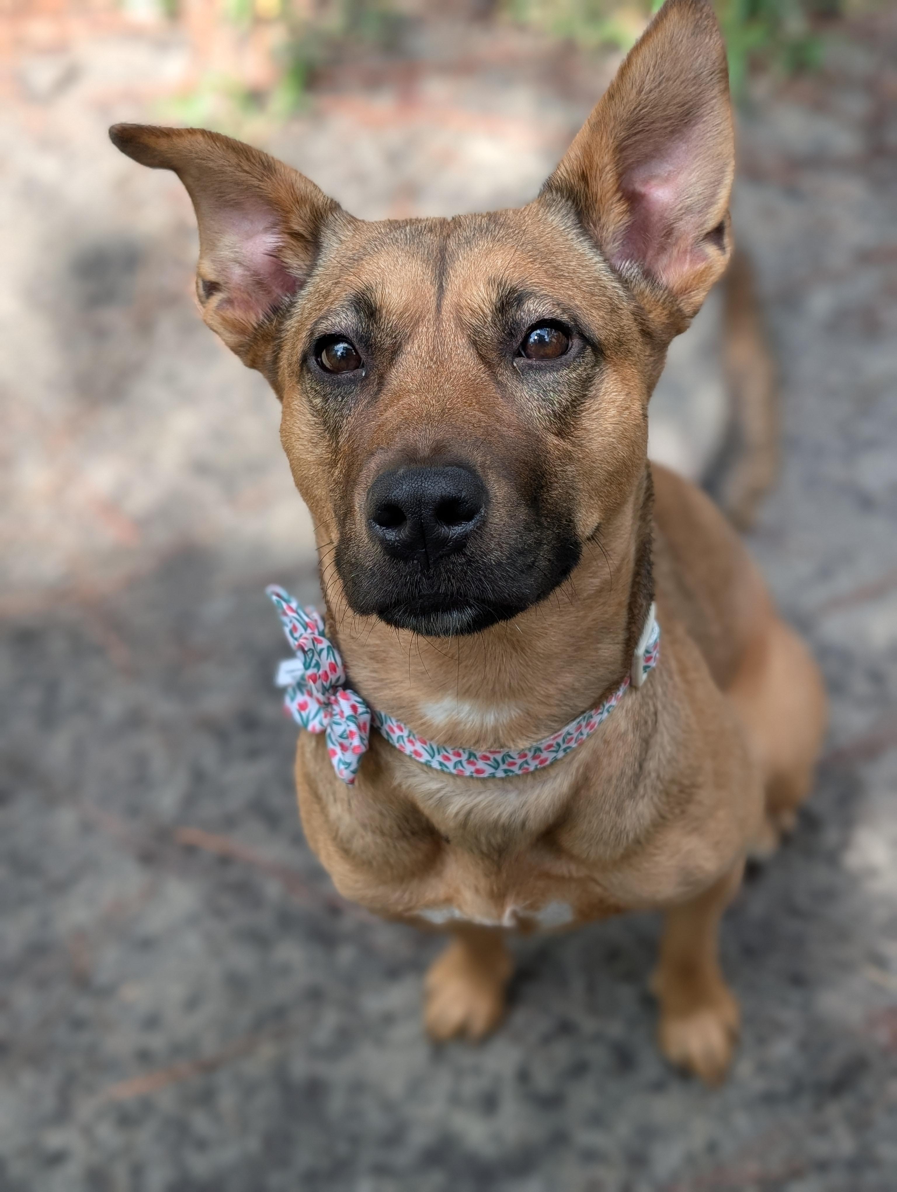 Ruby, a ADOPTABLE Mixed Breed in Bloomingdale, GA image 6/6