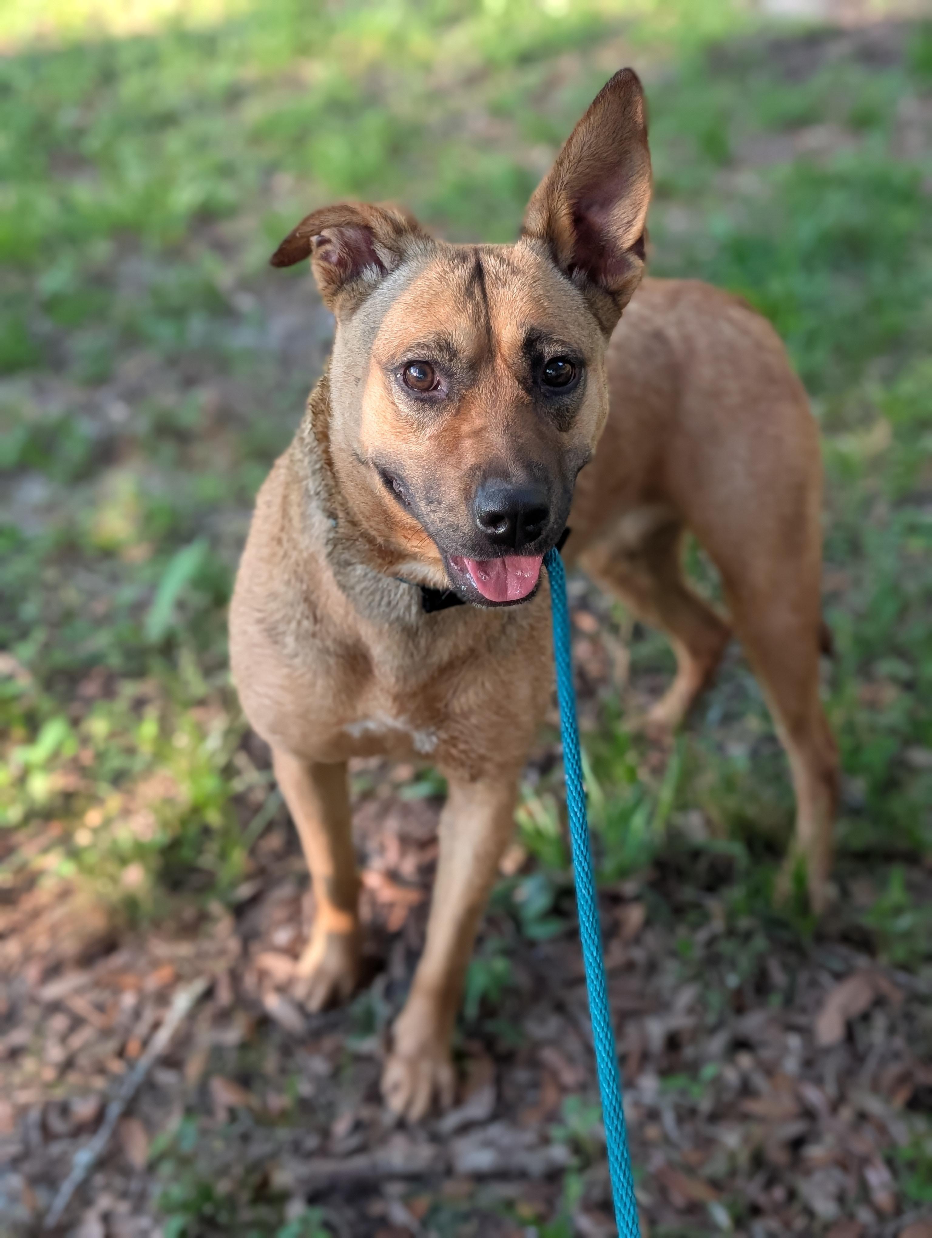 Enlarge Ruby, a ADOPTABLE Mixed Breed in Bloomingdale, GA image 3/6