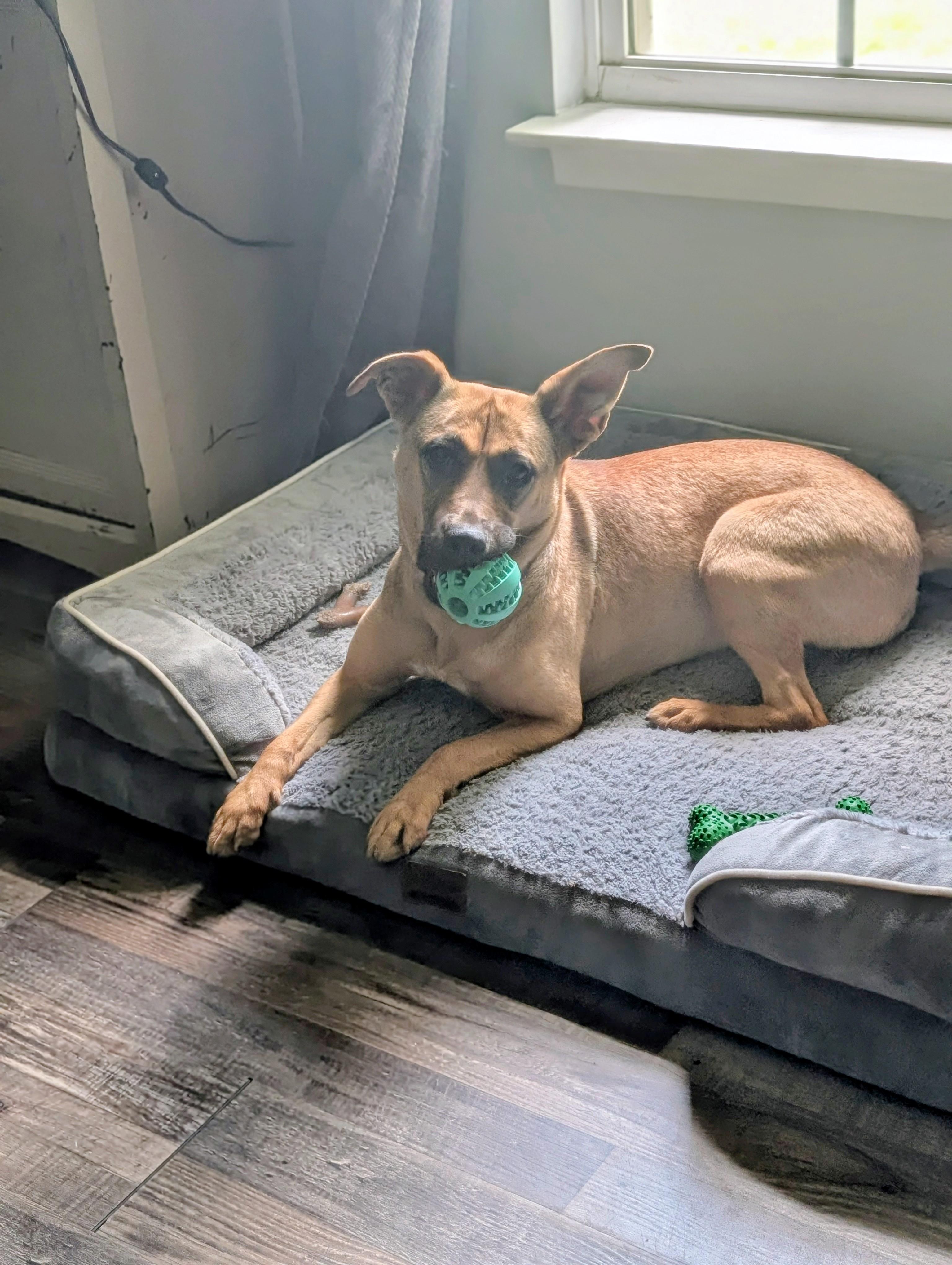 Enlarge Ruby, a ADOPTABLE Mixed Breed in Bloomingdale, GA image 2/6