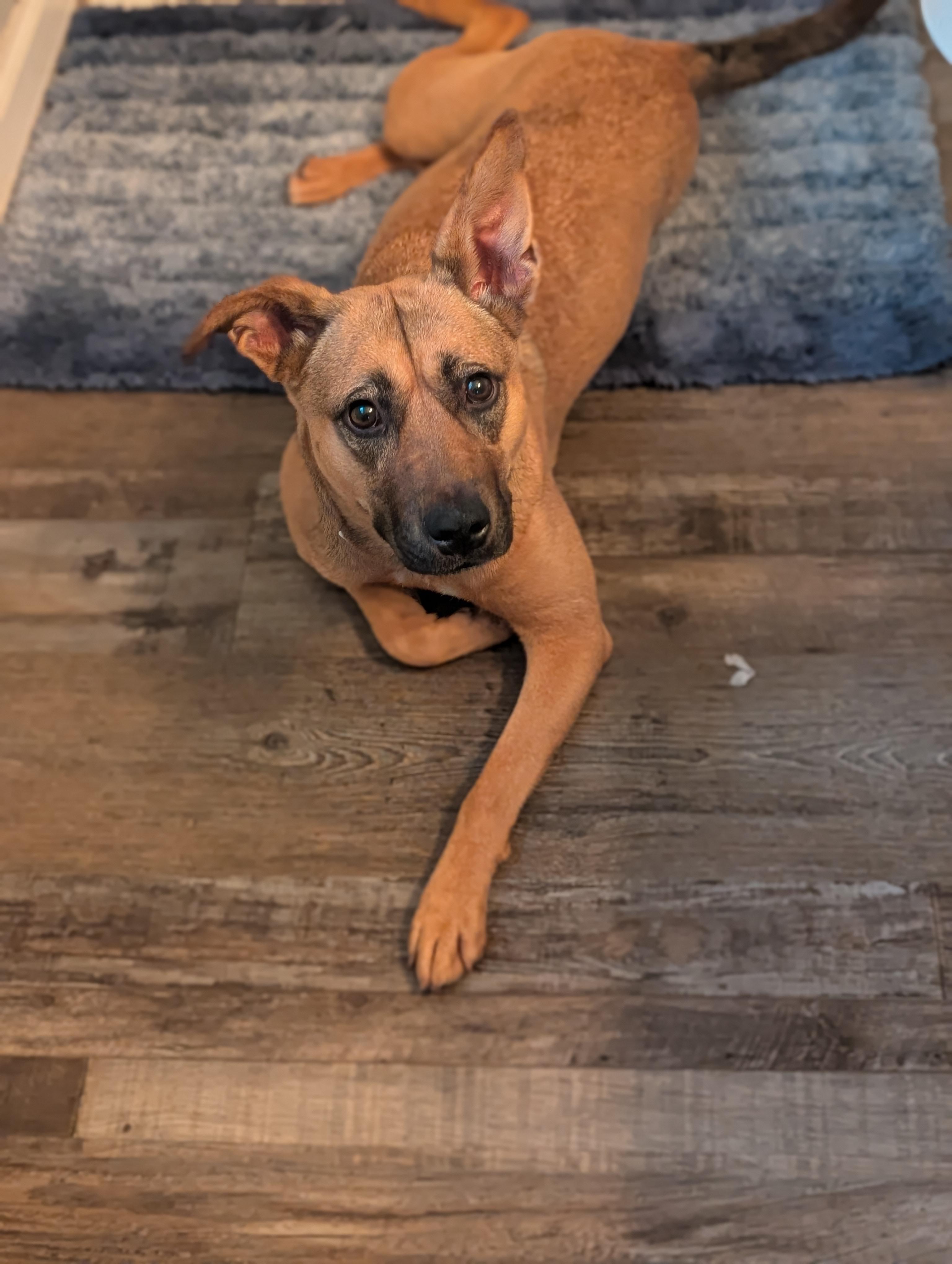 Enlarge Ruby, a ADOPTABLE Mixed Breed in Bloomingdale, GA image 4/6