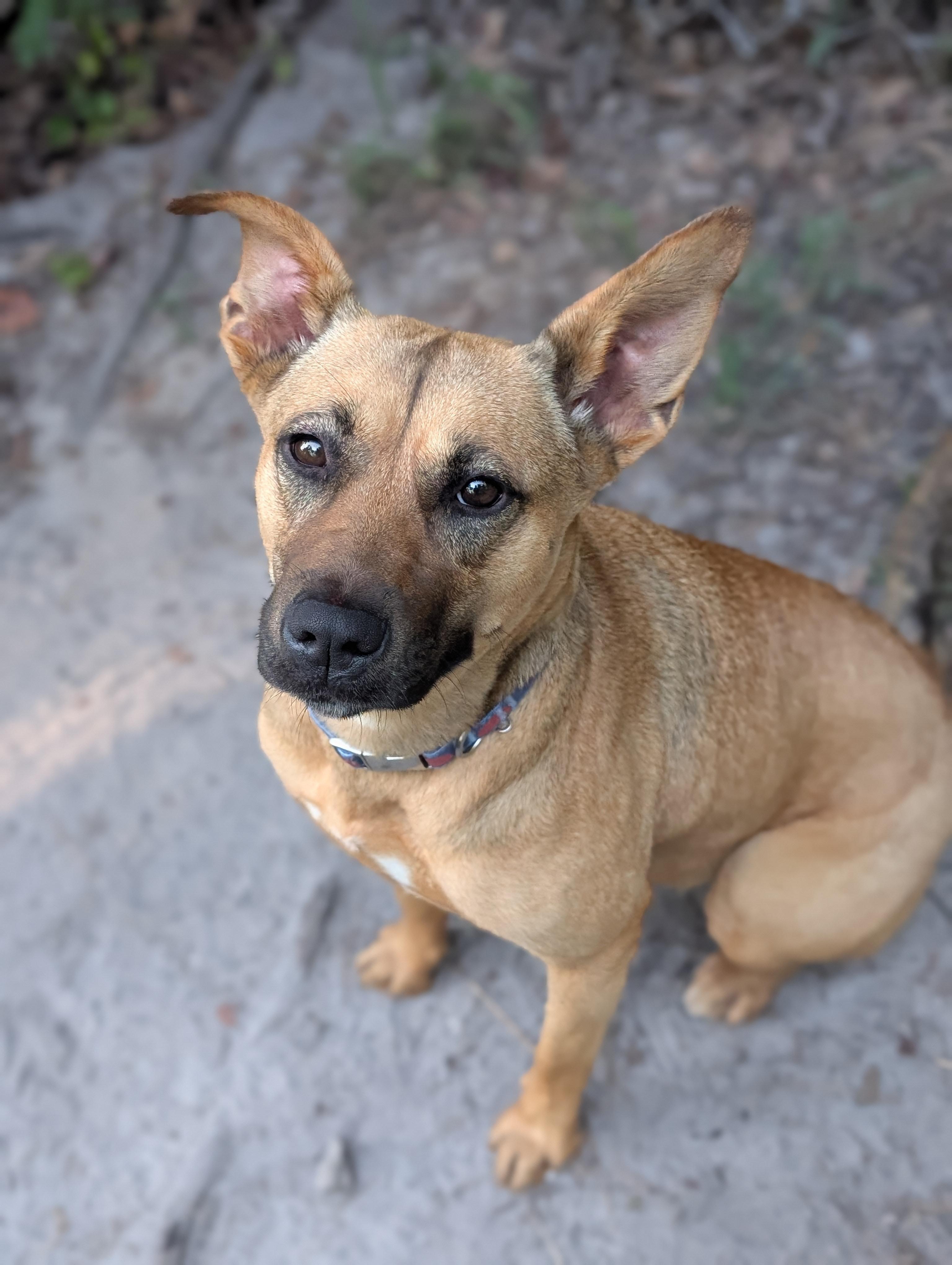 Enlarge Ruby, a ADOPTABLE Mixed Breed in Bloomingdale, GA image 1/6