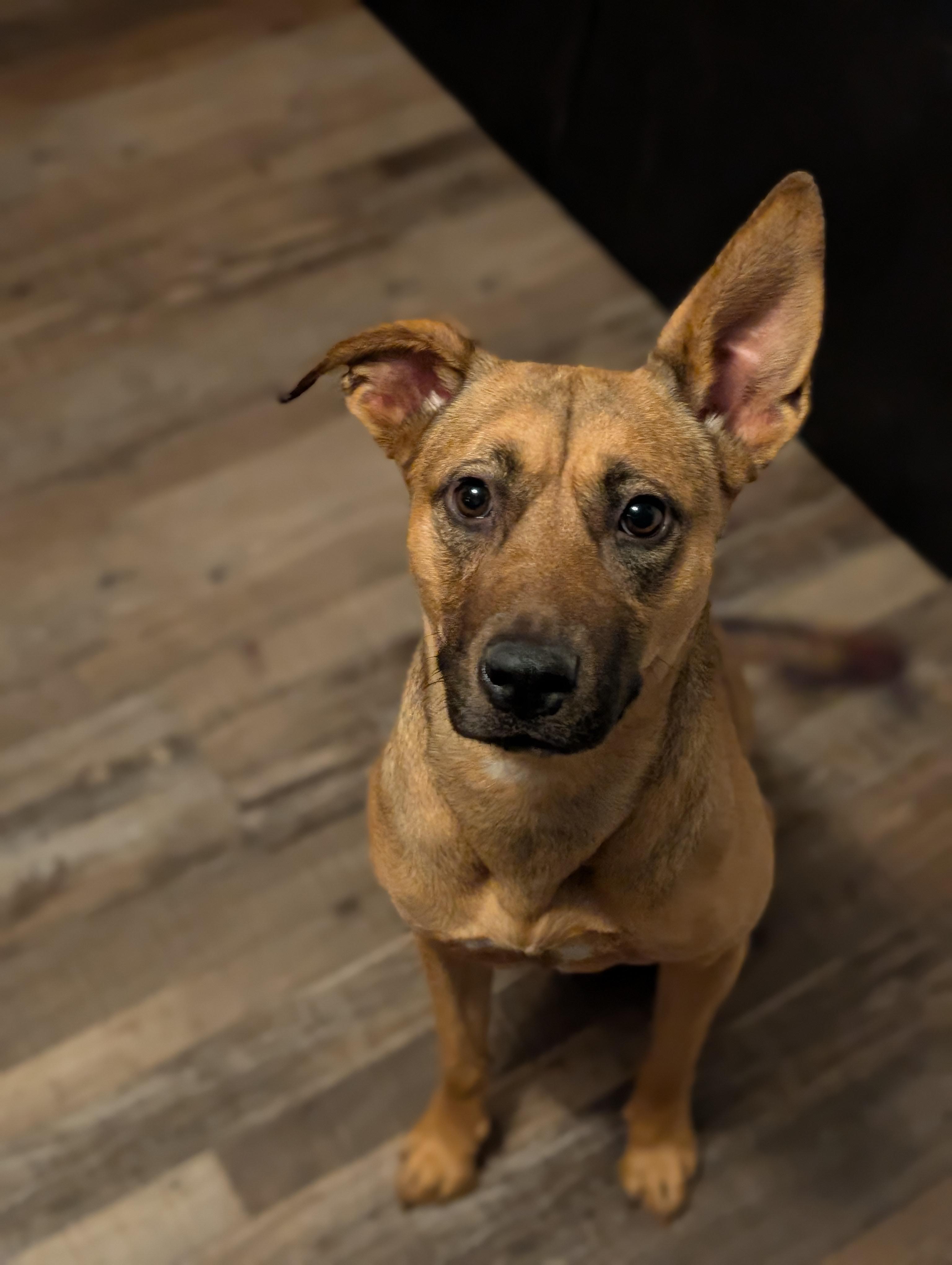 Enlarge Ruby, a ADOPTABLE Mixed Breed in Bloomingdale, GA image 6/6