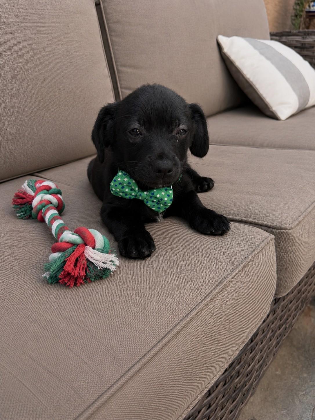 Tux, an adopted mixed breed in Poway, CA image 2/3