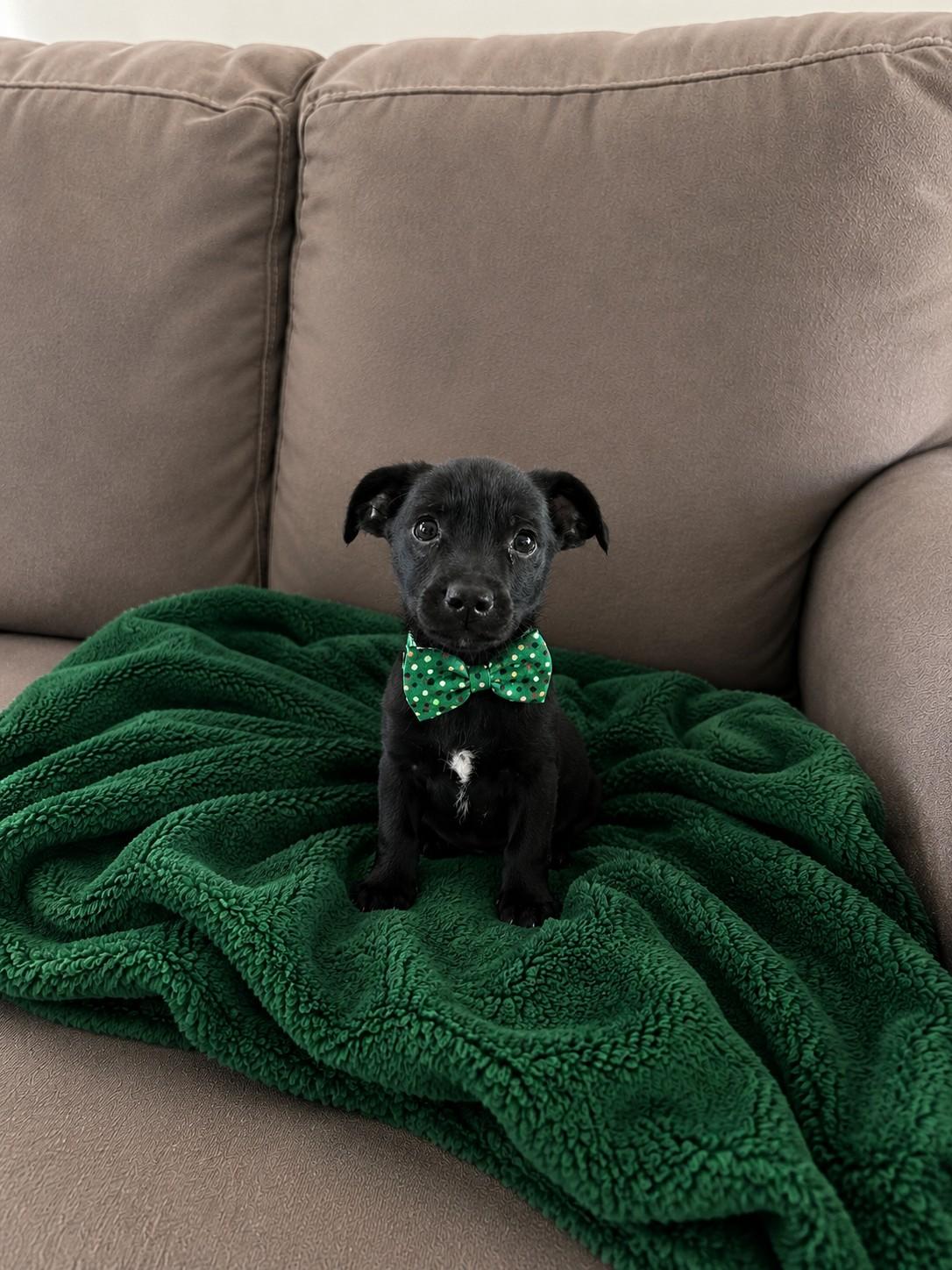 Tux, an adopted mixed breed in Poway, CA image 3/3