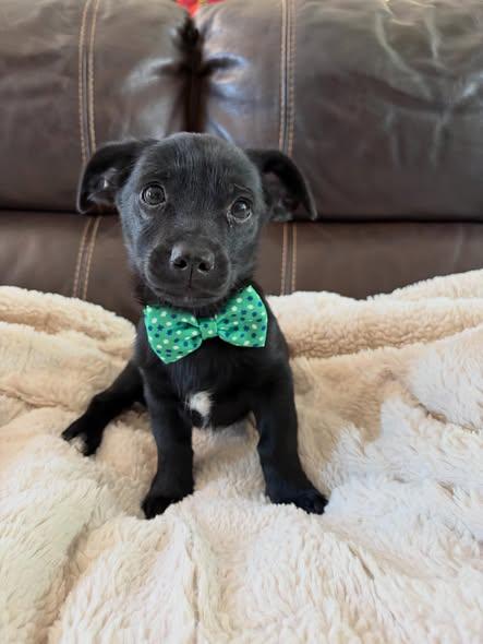 Tux, adopted, Puppy Male Chihuahua & Dachshund.
