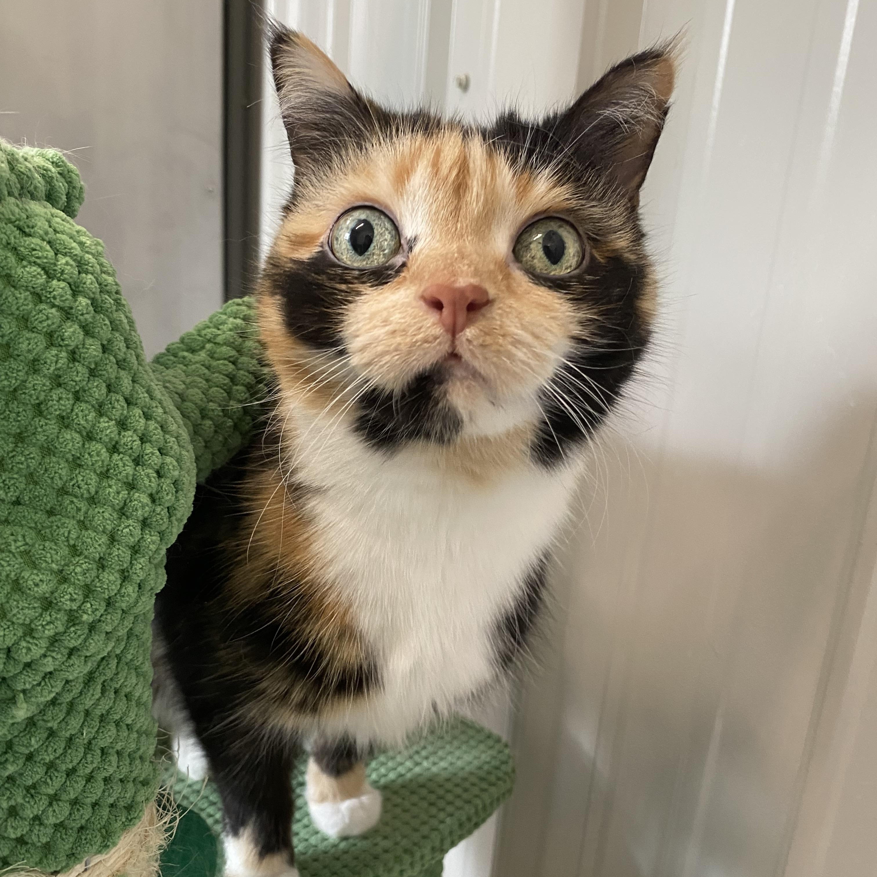Rosina, ADOPTABLE, Adult Female Calico.