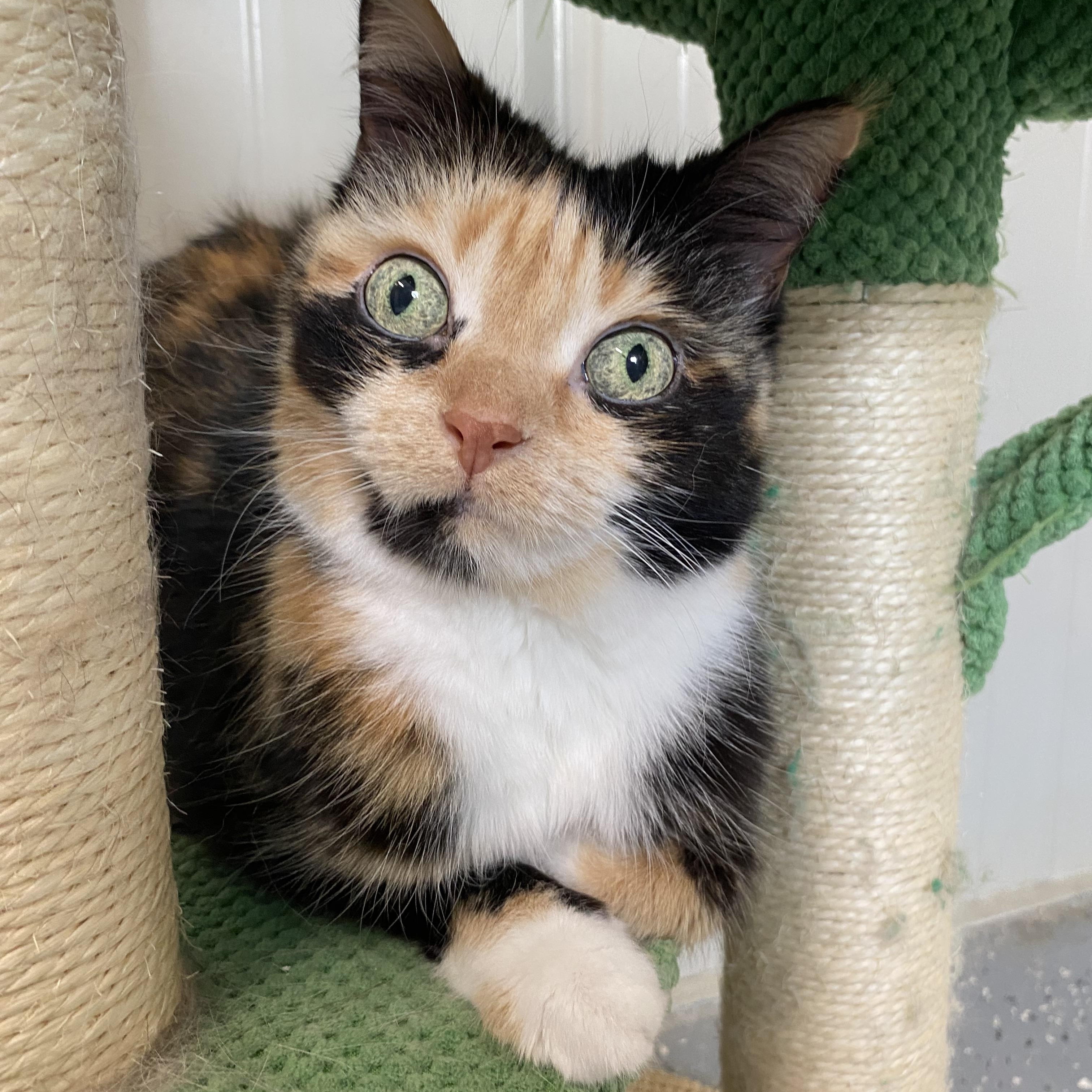 Enlarge Rosina, a ADOPTABLE Calico in Melfort, SK image 2/2