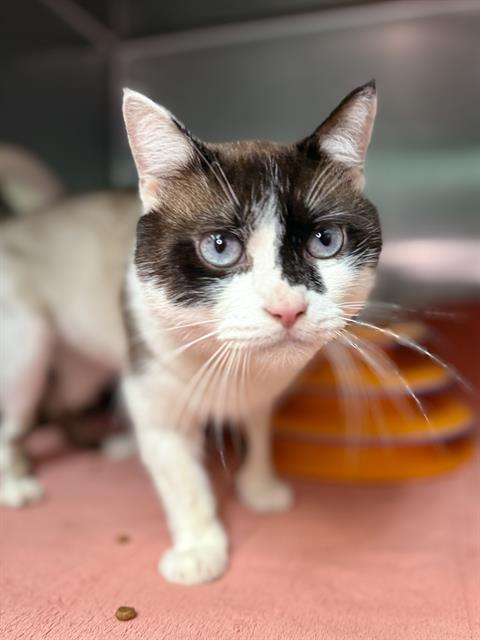 Enlarge DUFFEL, a Adoptable Domestic Short Hair in Fort Walton Beach, FL image 1/1