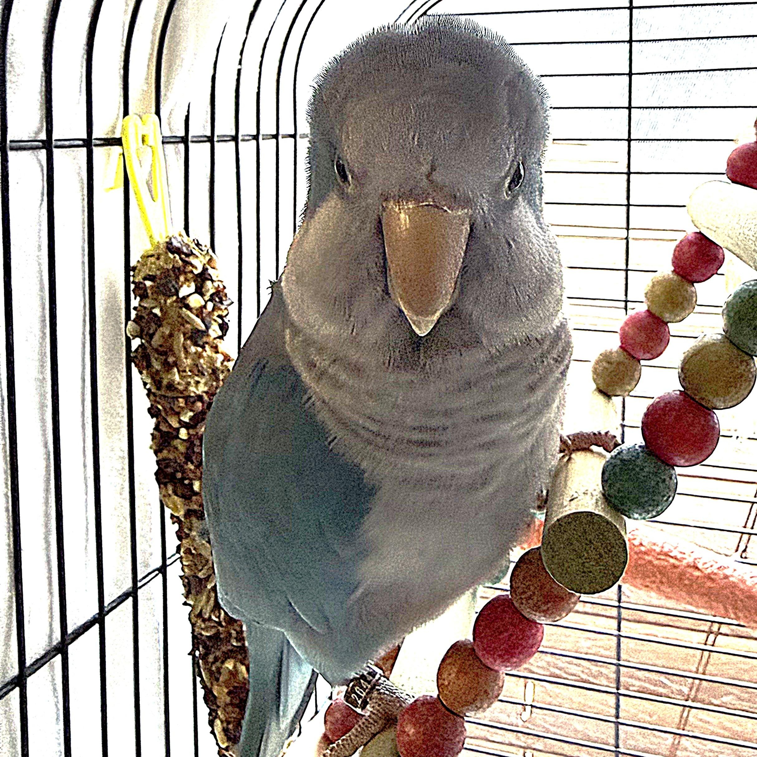 McLovin, an adopted Quaker Parakeet in Smithtown, NY image 2/3
