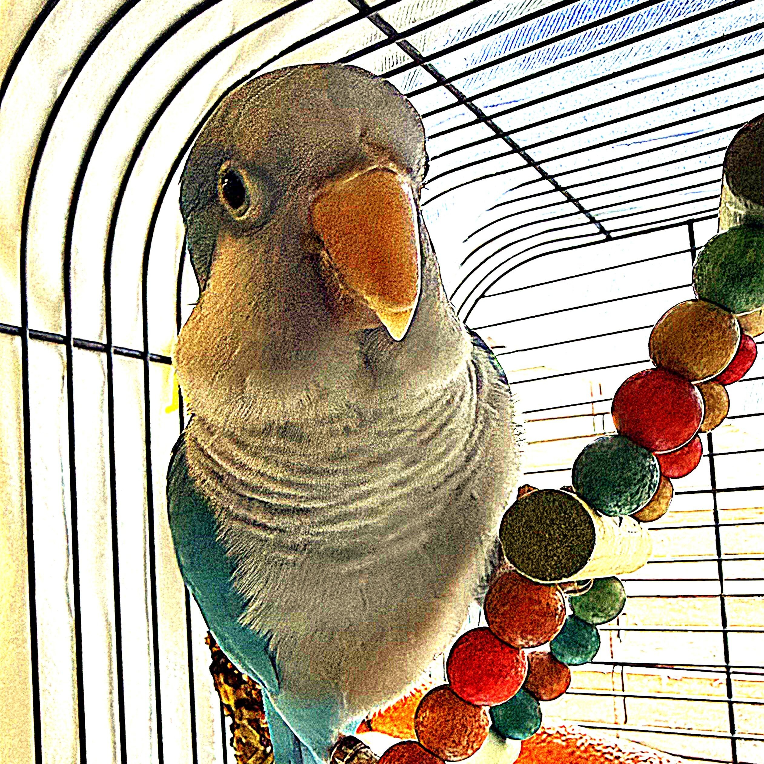 McLovin, an adopted Quaker Parakeet in Smithtown, NY image 3/3