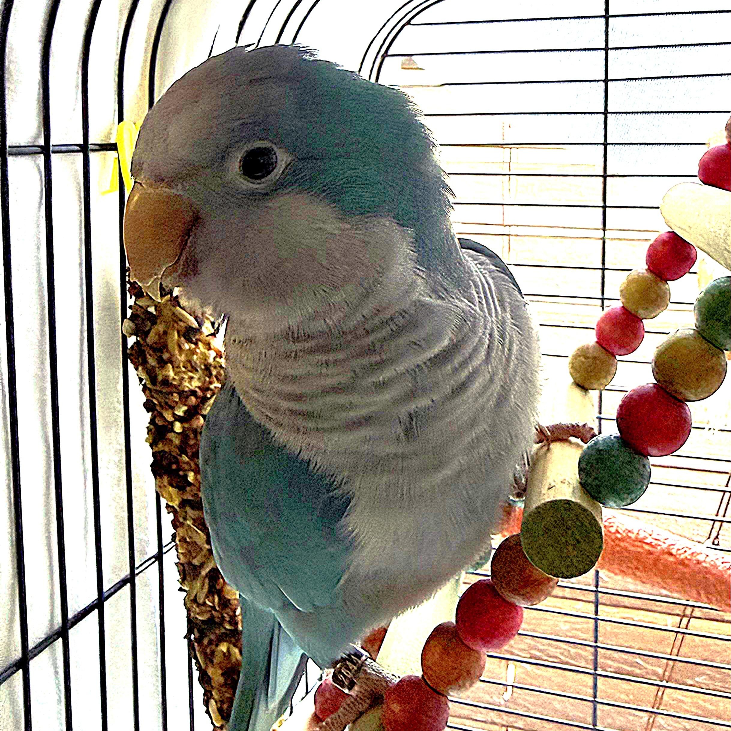McLovin, an adopted Quaker Parakeet in Smithtown, NY image 1/3