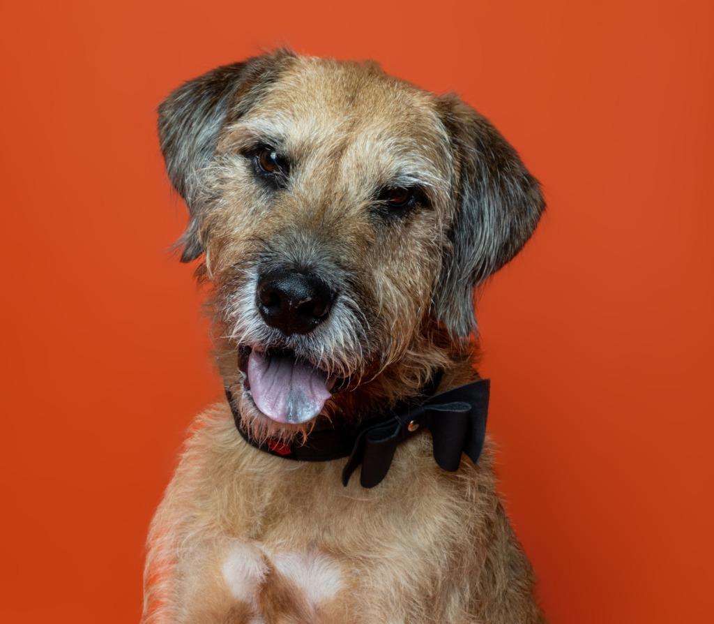 Enlarge Bentley, a Adoptable mixed breed in Utica, MI image 1/6