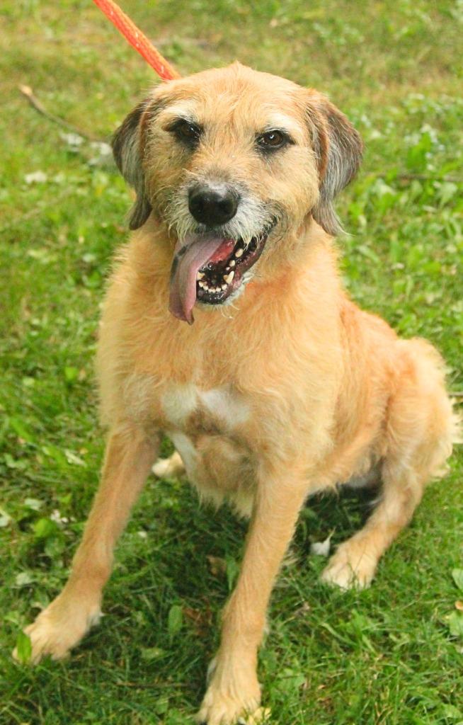 Enlarge Bentley, a Adoptable mixed breed in Utica, MI image 2/6