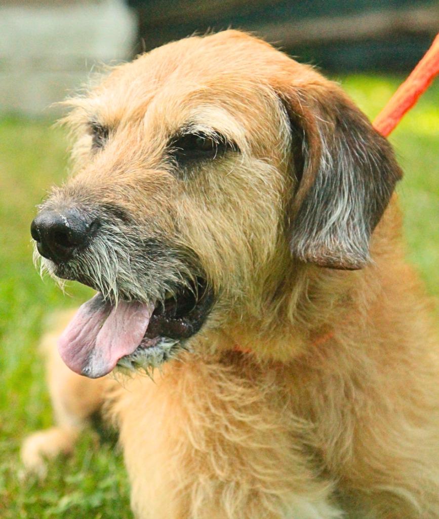 Enlarge Bentley, a Adoptable mixed breed in Utica, MI image 3/6