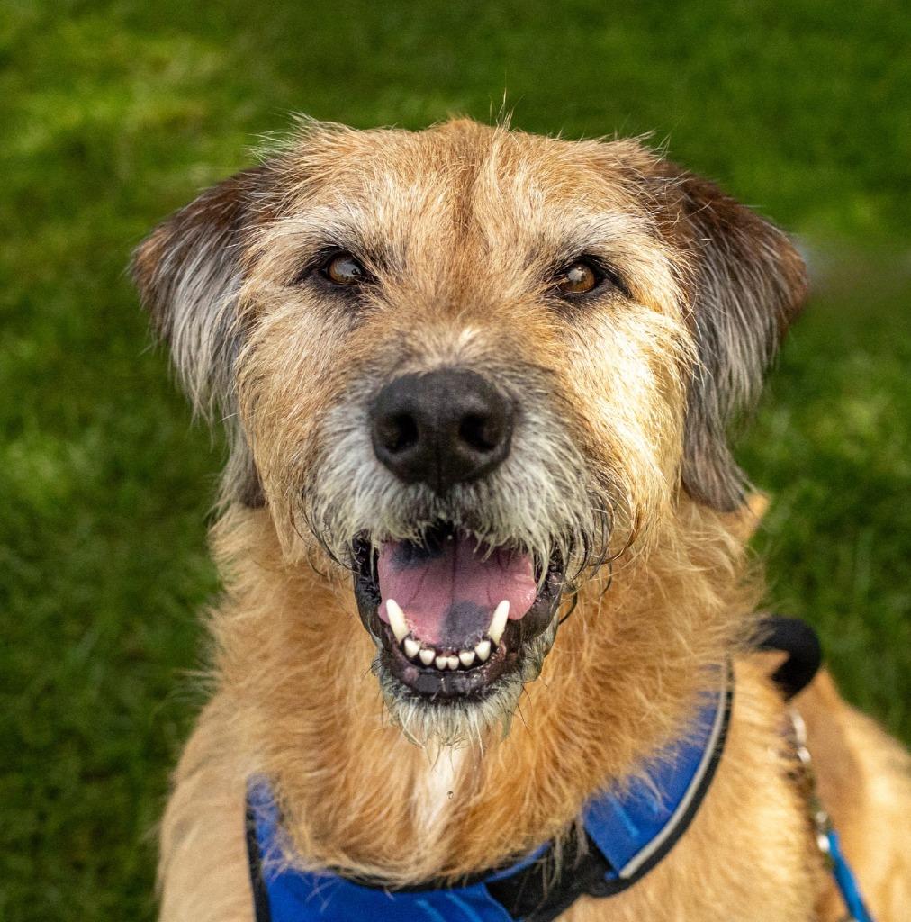 Enlarge Bentley, a Adoptable mixed breed in Utica, MI image 4/6