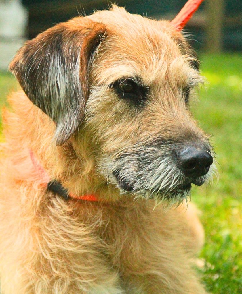 Enlarge Bentley, a Adoptable mixed breed in Utica, MI image 5/6