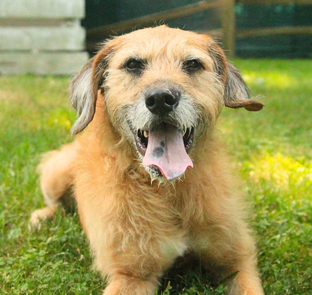 Enlarge Bentley, a Adoptable mixed breed in Utica, MI image 6/6