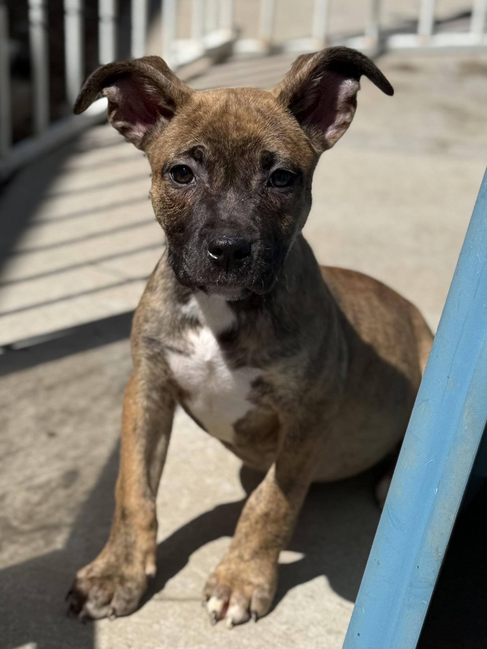 Daffy, ADOPTABLE, Puppy Female Pit Bull Terrier.
