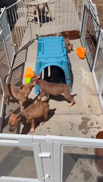 Enlarge Daffy, a ADOPTABLE Pit Bull Terrier in Hesperia, CA video 3/3