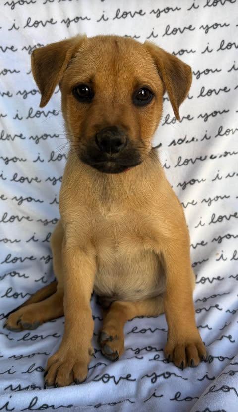 Enlarge Chico, a Adoptable mixed breed in San Tan Valley, AZ image 1/1
