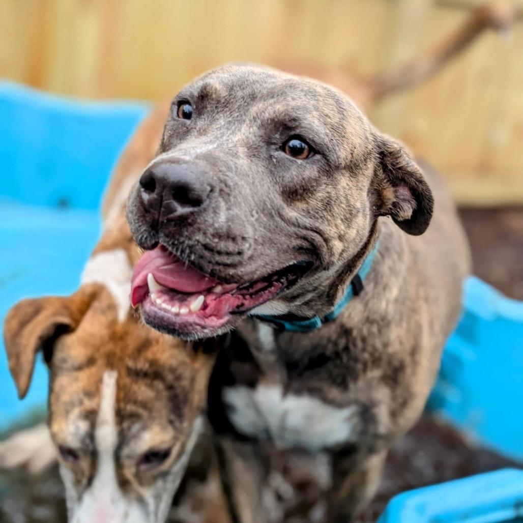 Patty Plum Poppy, Adoptable, Adult Female Mixed Breed.
