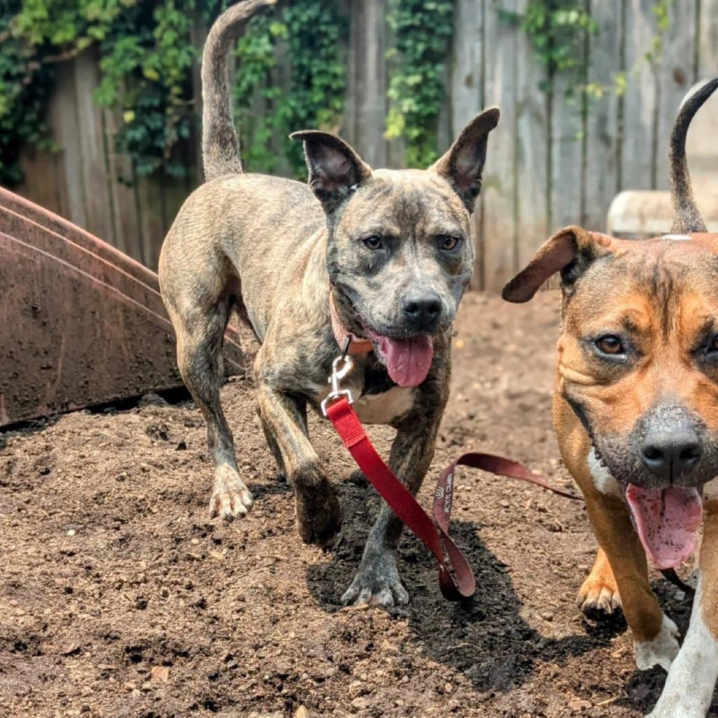 Patty Plum Poppy, a Adoptable Mixed Breed in Savannah, GA image 2/6