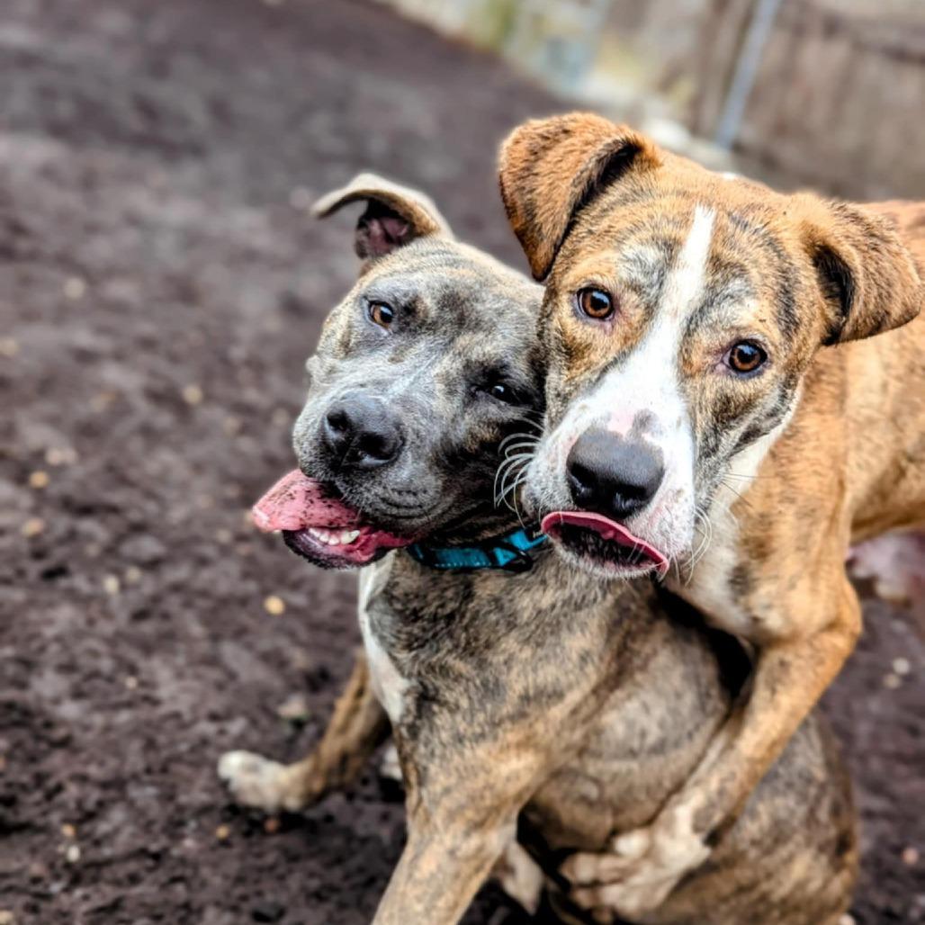 Patty Plum Poppy, a Adoptable Mixed Breed in Savannah, GA image 3/6