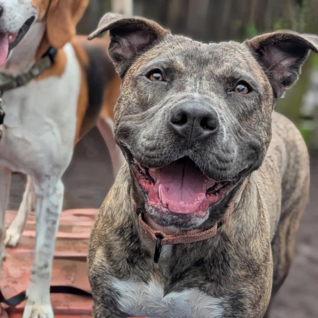 Patty Plum Poppy, a Adoptable Mixed Breed in Savannah, GA image 4/6