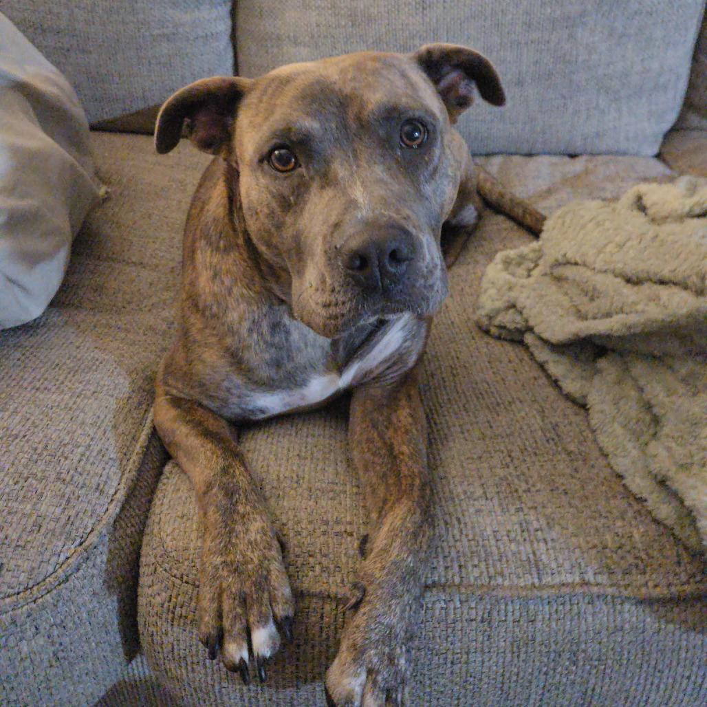 Patty Plum Poppy, a Adoptable Mixed Breed in Savannah, GA image 5/6