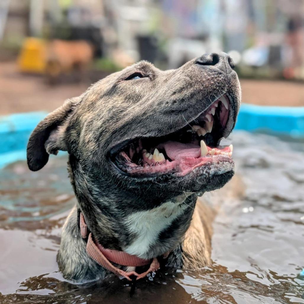 Patty Plum Poppy, a Adoptable Mixed Breed in Savannah, GA image 6/6