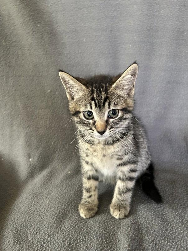 Louise, Adoptable, Kitten Female Domestic Short Hair.