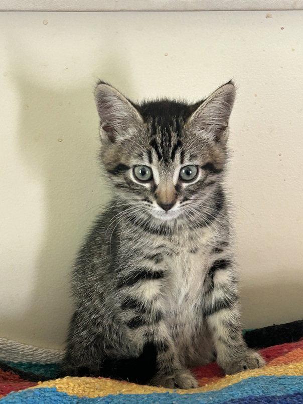 Louise, a Adoptable Domestic Short Hair in Nashville, TN image 2/3