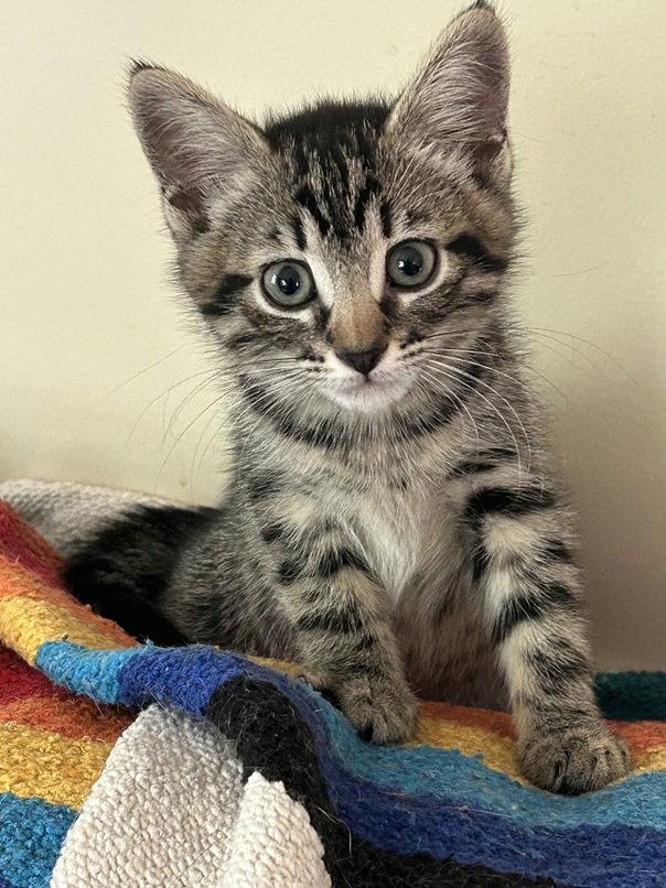 Louise, a Adoptable Domestic Short Hair in Nashville, TN image 3/3