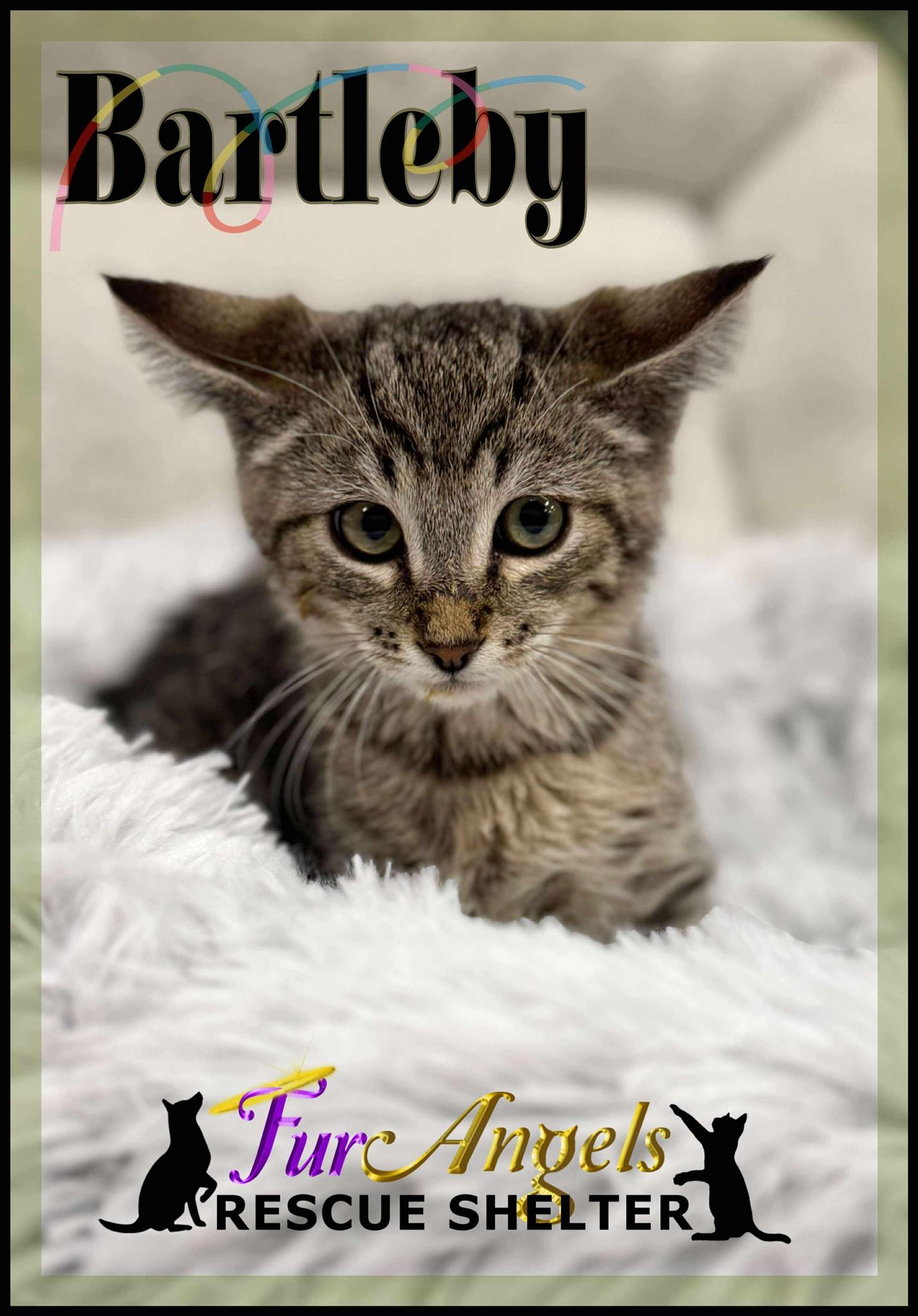 Bartleby, Adoptable, Kitten Male Domestic Short Hair.